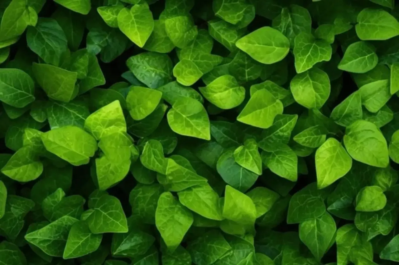 100+ ảnh phông xanh đẹp chuẩn hồ sơ và bài đăng