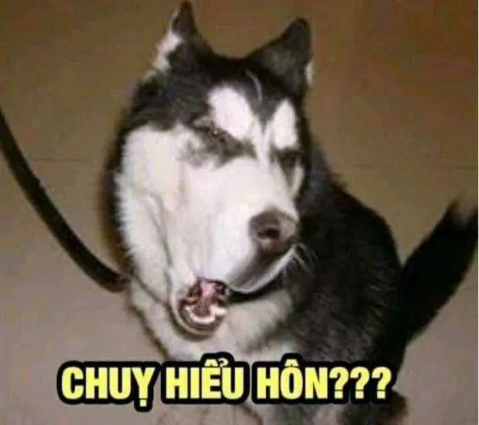 Tuyển tập Ảnh hài bựa — 50+ ảnh chọn lọc 2026 · ảnh 1
